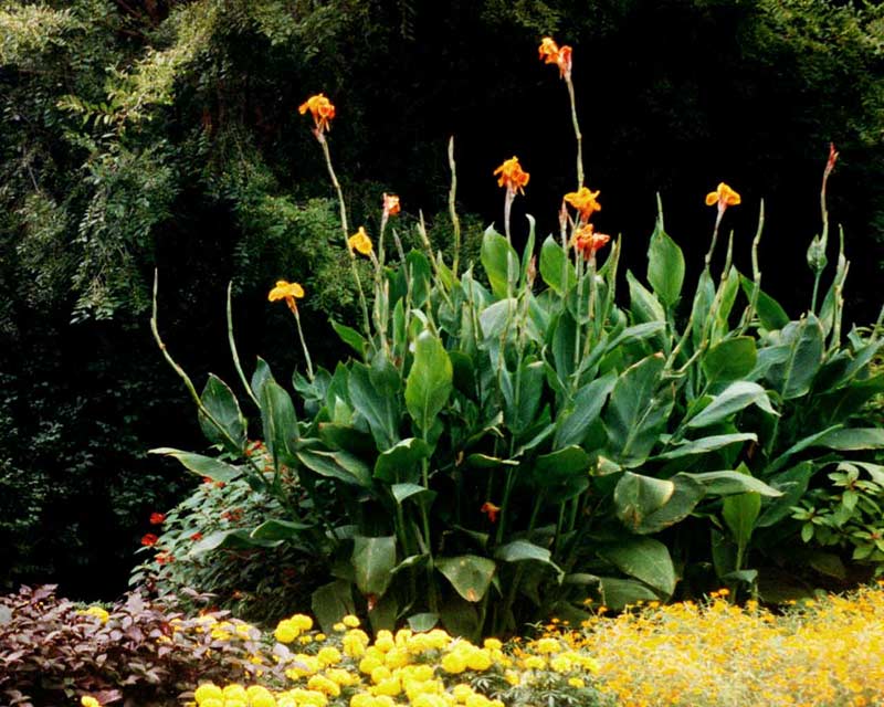 Cannas in bloom