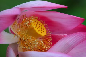 (Lotus flower)